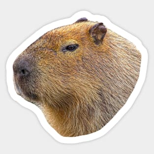 Capybara head Sticker